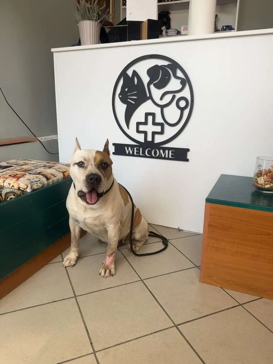 Pas u prijemnom delu veterinarske ambulante Animal