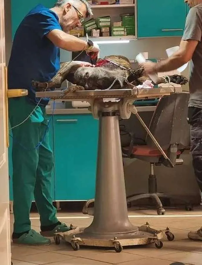 Veterinarska hirurgija u ambulanti