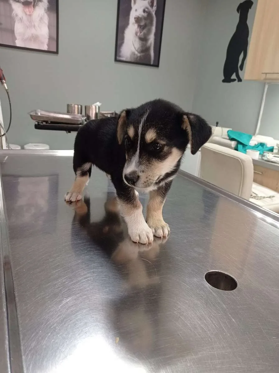 Štene na pregledu u veterinarskoj ambulanti