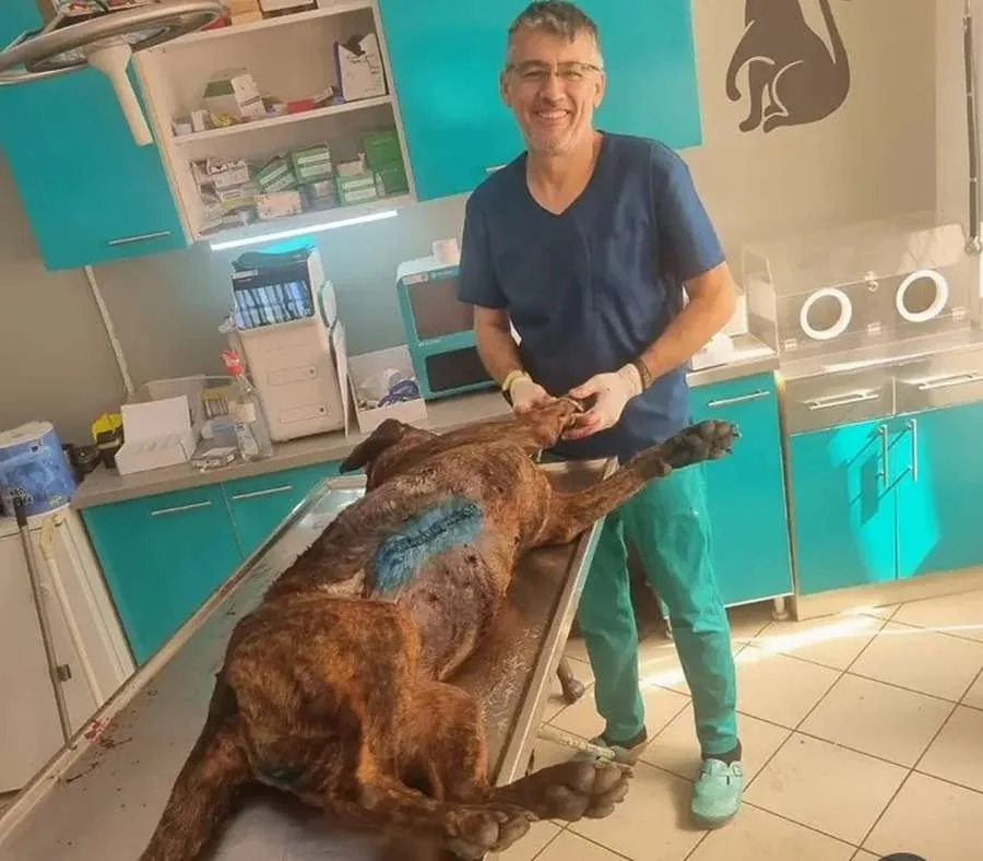 Veterinar sa pacijentom u ambulanti Animal